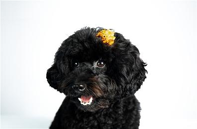 微软预测《星空》发售后 Xbox将迎来创纪录的营收